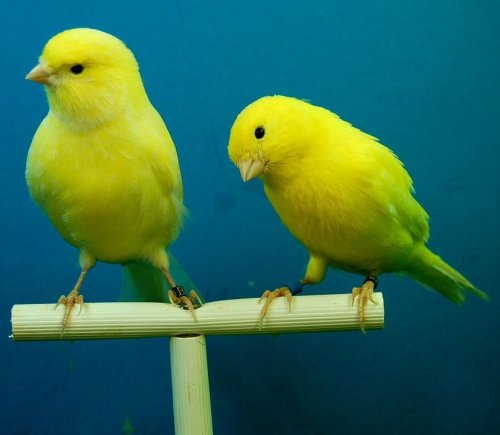 Этих миловидных птичек разводят в домашних условиях из-за их мелодичных песен. Их пение очень ценится любителями домашнего птицеводства.