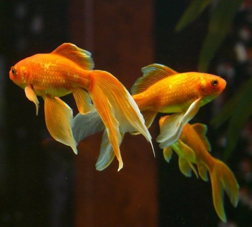Это — одна из самых популярных аквариумных рыб. Нам она известна как золотая рыбка. А как еще она называются?