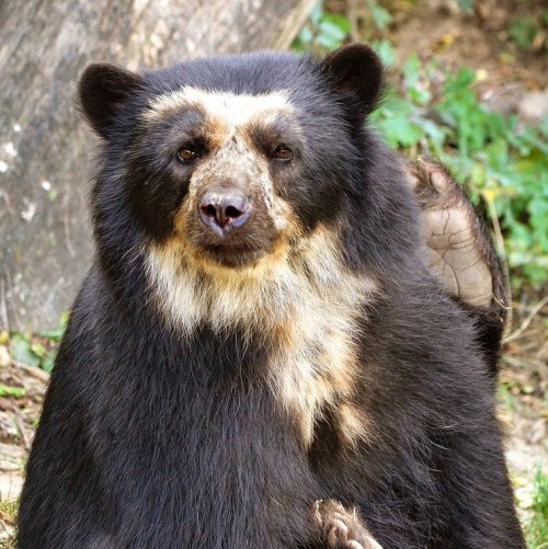 Это животное — единственный представитель короткомордых медведей, доживших до наших дней.
