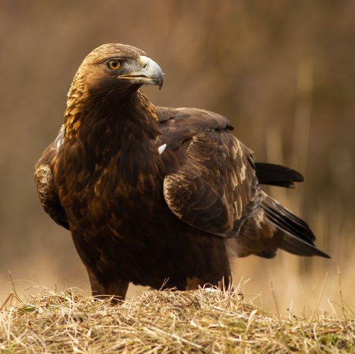 Этот самый крупный орёл в Центральной Азии традиционно используется в качестве ловчей птицы на лис, зайцев, сайгаков и джейранов.