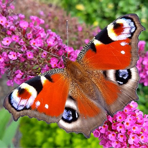 Видео викторина: Угадай красивую бабочку