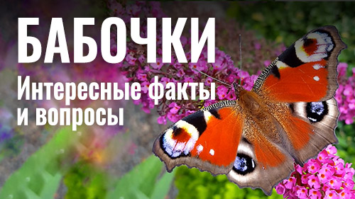 Видео викторина: Угадай красивую бабочку